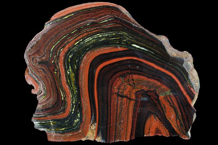 Polished Tiger Iron Stromatolite - ( Billion Years) #92982
